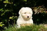 COTON DE TULEAR 027